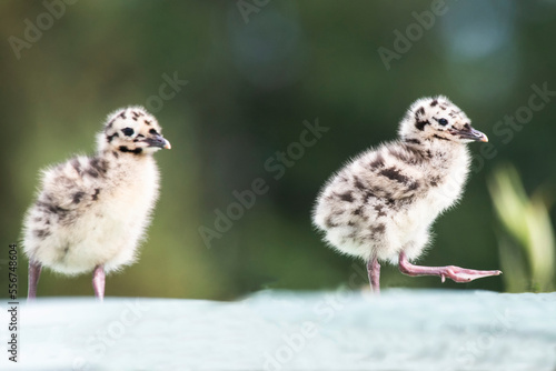 Two newly-hatched Mew Gull (Larus canus) at Wander Lake in Wedgewood Wildlife Sanctuary; Fairbanks, Alaska, United States of America photo