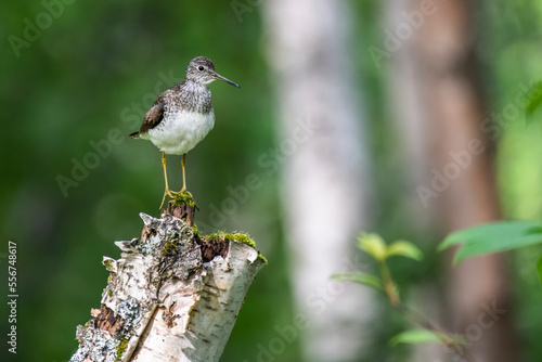 Solitary Sandpiper (Tringa solitaria) perched on a tree stump at Creamer's Field Migratory Waterfowl Refuge; Fairbanks, Alaska, United States of America photo