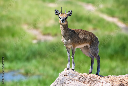 Klipspringer antelope (Oreotragus oreotragus) characteristically walking on the tips of its hooves on a rocky outcrop in Lake Manyara National Park; Tanzania photo