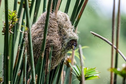 Female Grosbeak Weaver (Amblyospiza albifrons) peers from her nest in Papyrus stems at Ngare Sero Mountain Lodge; Tanzania