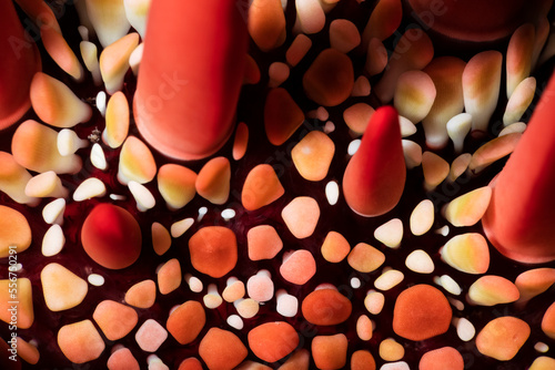 Macro detail of a Red Slate Pencil Sea Urchin (Heterocentrotus mamillatus); Maui, Hawaii, United States of America photo