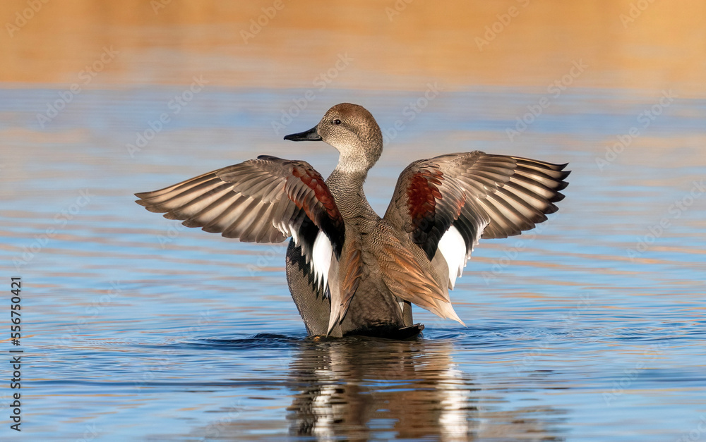 A Gadwall duck drake flapping its wings, revealing its colorful wing feathers in a calm tranquil lake. A Gadwall duck drake flapping its wings, revealing its colorful wing feathers in a calm tranquil lake.