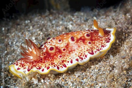 Red-Spotted Nudibranch (Goniobranchus heatherae); Maui, Hawaii, United States of America