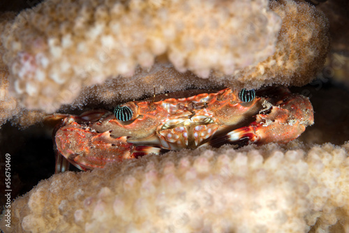 Hawaiian Swimming Crab (Goniosupradens hawaiensis); Maui, Hawaii, United States of America