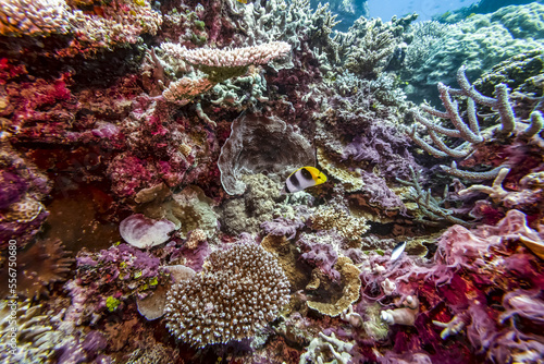 Fish swimming in the midst of colourful coral, Agincourt Reef, a dive site on the Great Barrier Reef, Australia; Port Douglas, Queensland, Australia photo