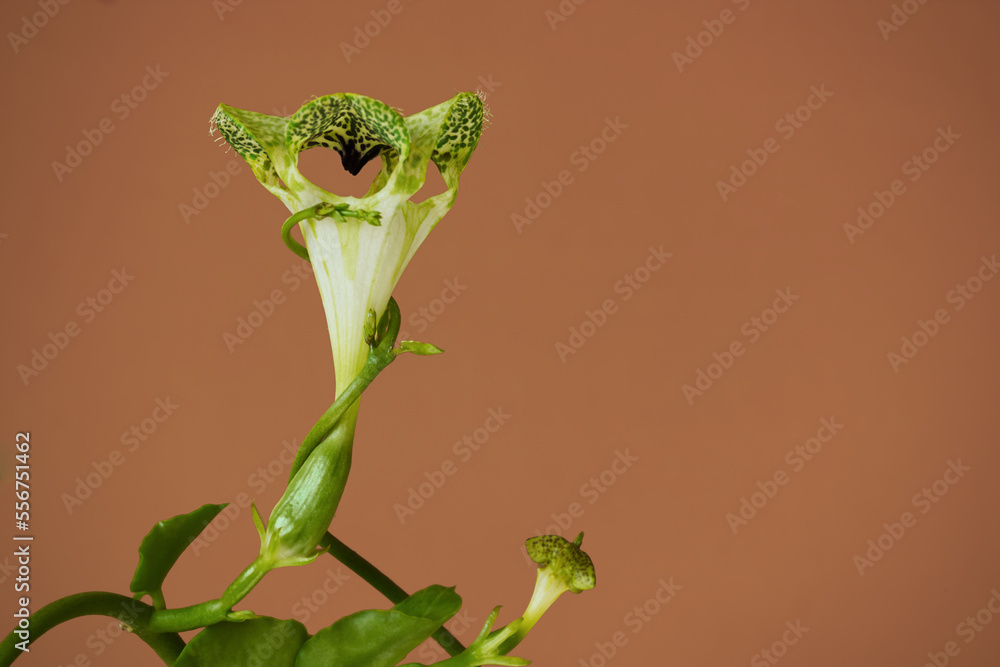 Obraz premium blüte der zierpflanze fallschirmblume oder kletternde leuchterblume Ceropegia sandersonii