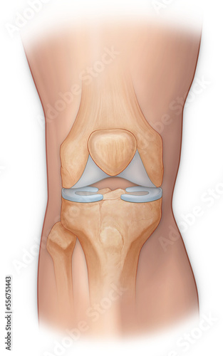 Illustration of knee bones; Illustration photo