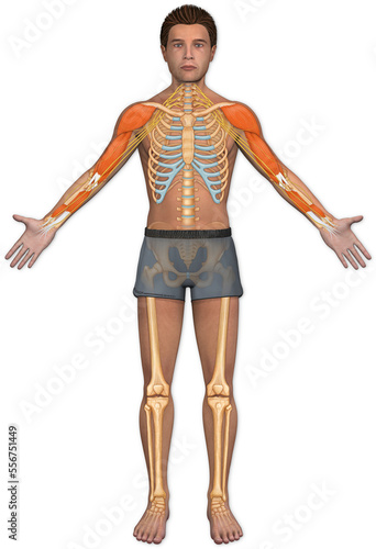 Illustration of the anterior view of a female human body with skeletal detail; Illustration photo