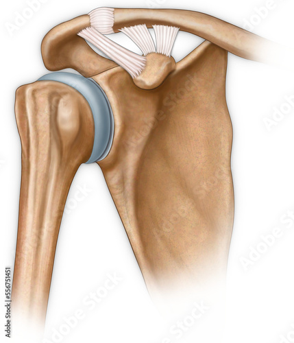 Illustration of a human anterior shoulder joint; Illustration photo