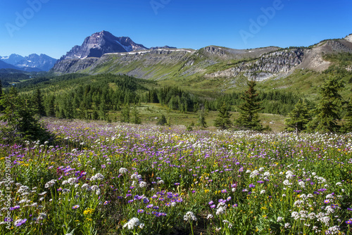 Flowering meadow and the Canadian Rocky Mountains at Egypt Lake in Banff National Park; Alberta, Canada photo