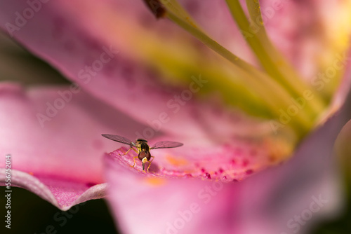 Bee Mimic (Bombylius major) collecting pollen from a pink, stragazer lily (Lilium orientalis 'Stargazer'); Astoria, Oregon, United States of America photo