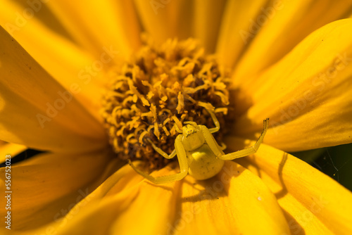 Female goldenrod crab spider (Misumena vatia) in yellow color change, camouflaged against a tickseed (Coreopsis) blossom waiting for its prey; Astoria, Oregon, United States of America photo