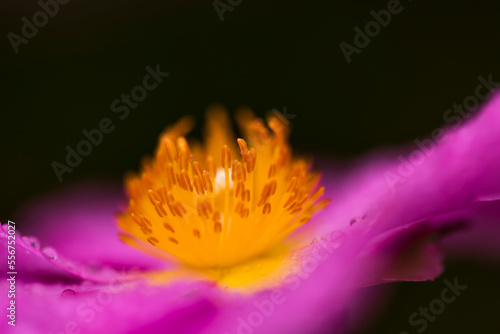 Extreme close-up of a rock rose (Cistus) and the stamen of its plant reproductive system against a black background; Astoria, Oregon, United States of America photo