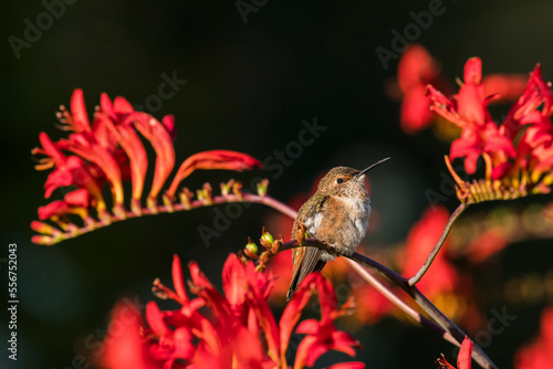 Evening light illuminating a female Rufous Hummingbird (Selasphorus rufus) perched on a Lucifer Crocosmia (Montbretia) plant against a dark background; Astoria, Oregon, United States of America photo