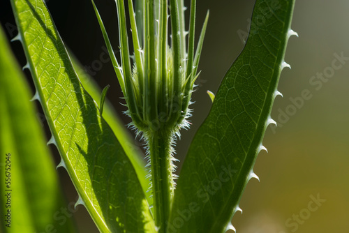 Close-up of a Fuller's Teasel (Dipsacus sativus) plant with its sunlit spiky leaves; Astoria, Oregon, United States of America photo