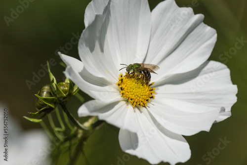 Metallic Green Sweat Bee (Agapostemon) collecting nectar and pollen on a white cosmos (Cosmos) in the sunlight; Astoria, Oregon, United States of America photo