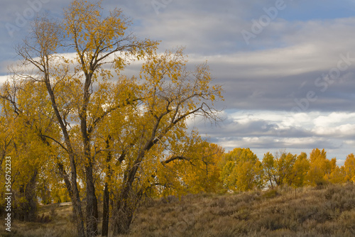 Trees covered in gold leaves with a cloudy autumn sky; Grand Teton National Park, Teton County, Wyoming, United States of America photo