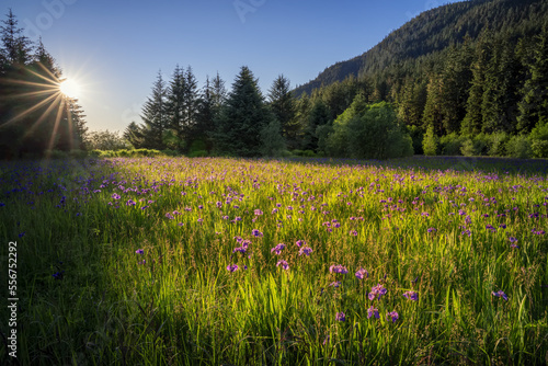 Sunlight reflecting on a meadow blooming with wild iris plants (Iris spuria) in the Tongass National Forest; Juneau, Alaska, United States of America photo
