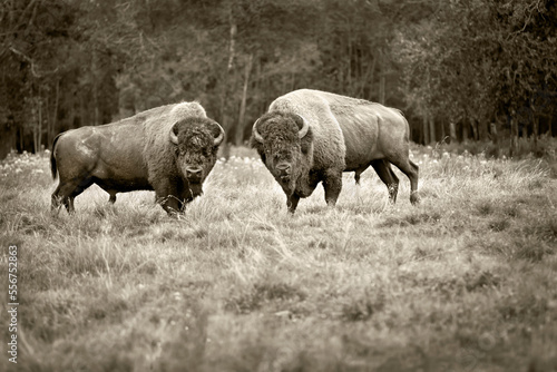 Two buffalo (Bison bison) standing in a grassy field, looking at the camera photo