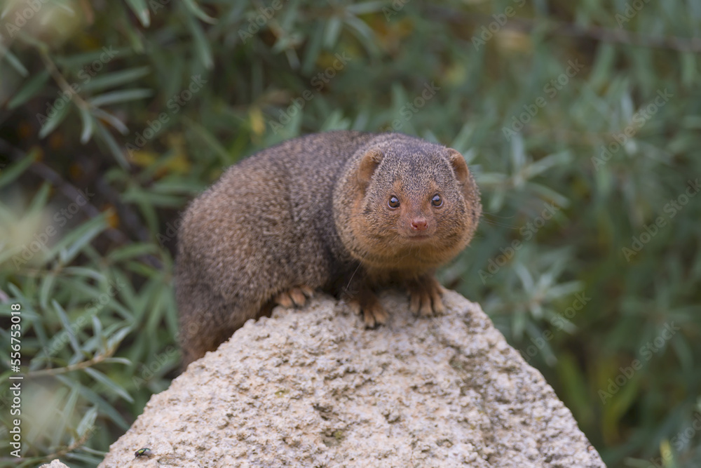 Portrait of a common dwarf mongoose (Helogale parvula) in a zoo ...