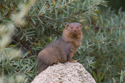 Wallpaper Mural Portrait of a common dwarf mongoose (Helogale parvula) in a zoo, sitting on a rock and looking curiously at the camera; Germany Torontodigital.ca