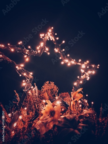 Weihnachtsstern 