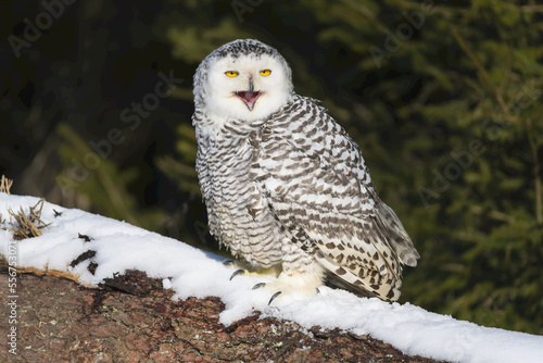 Portrait of snowy owl (Bubo scandiacus) calling with its beak open while perched on a snow covered fallen tree trunk, making a bird call on a sunny day; Bohemian Forest, Czech Republic