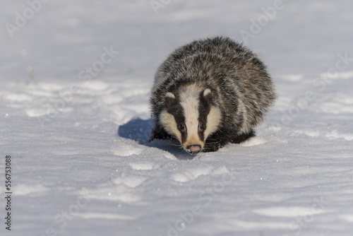 Portrait of a European badger (Meles meles) walking through the deep snow on a sunny day in winter, looking at the camera; Bohemian Forest, Czech Republic photo