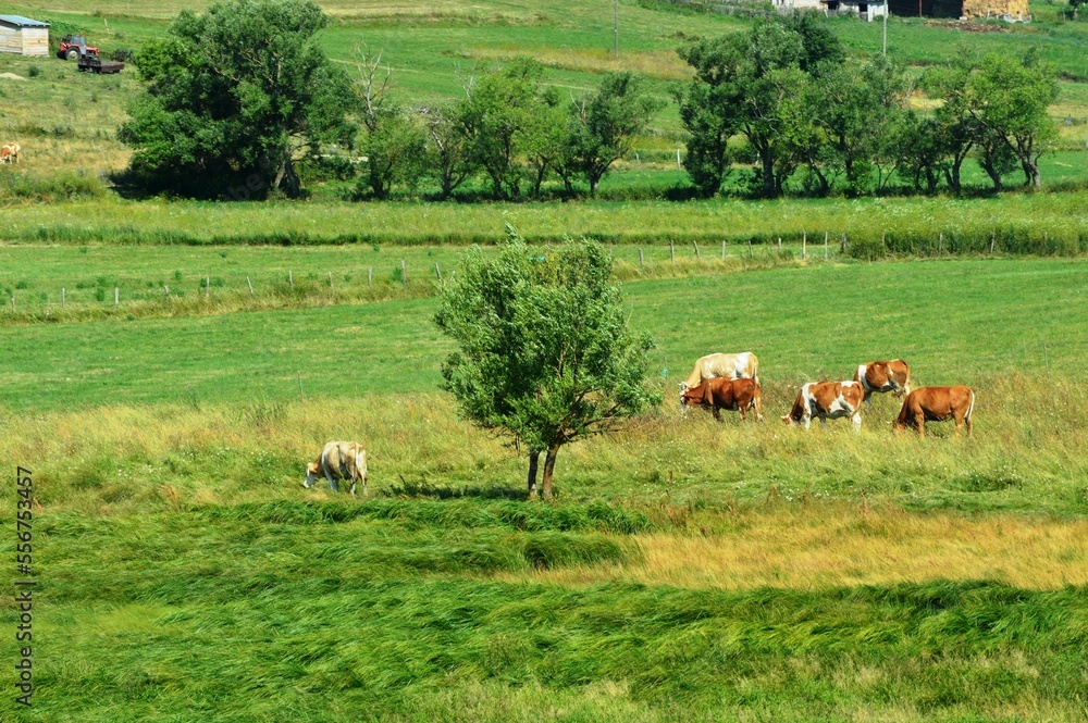 Fototapeta premium cows graze on green grass with a strong wind