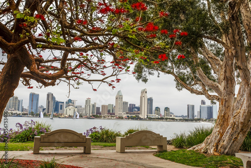 Park benches under a coral tree (Erythrina) looking toward the San Diego skyline from across the Bay; San Diego, California, United States of America photo