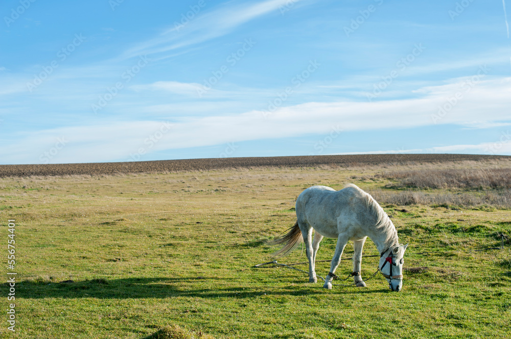 white mare with chestnut foliage in the mountains of a beautiful sunny day white mare with chestnut foliage in the mountains of a beautiful sunny day