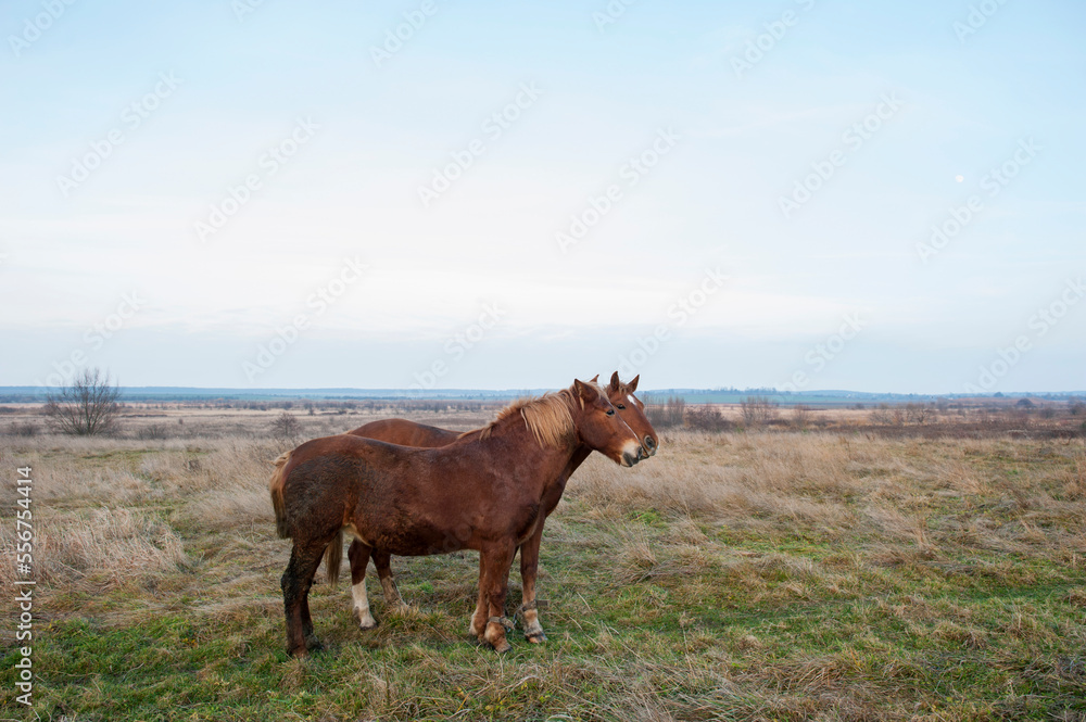 wild horse on a large meadow with beautiful scenery of blue sky and quiet at sunrise wild horse on a large meadow with beautiful scenery of blue sky and quiet at sunrise