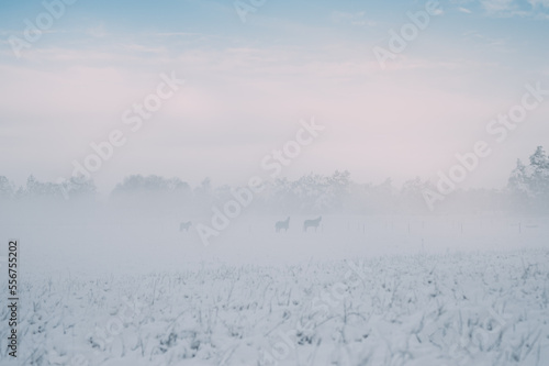 Pferde im Nebel im Winter