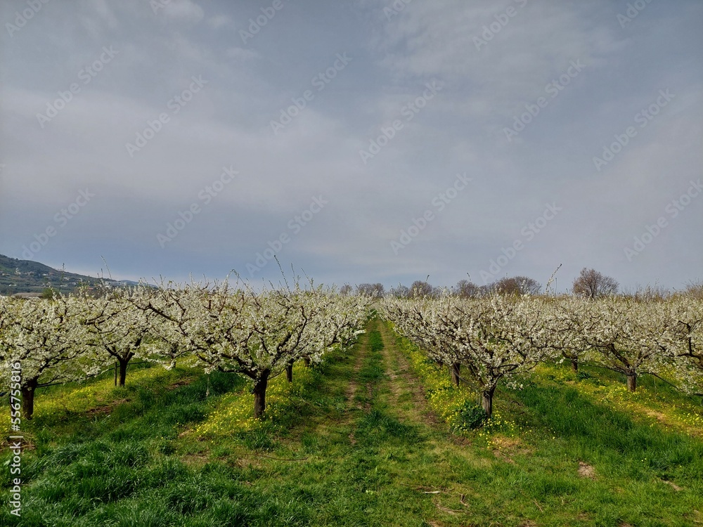 Obraz premium Blooming garden