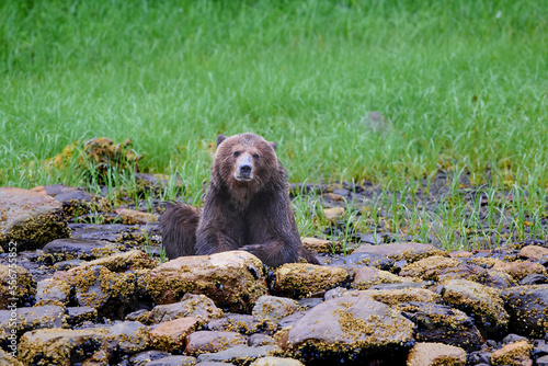 Grizzly bear (Ursus arctos horribilis) sits on lichen-covered rocks at the edge of a grass field and looks at the camera, Khutzeymateen Bear Sanctuary; British Columbia, Canada photo