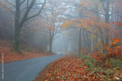 Fototapeta Naklejka Na Ścianę i Meble -  Foggy Winters Day at Hamsterley forest showing the Forest Drive. County Durham, England, UK.