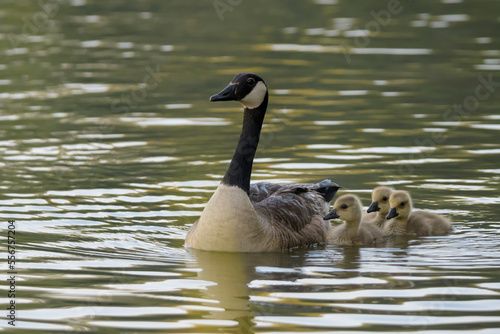 Canada goose (Branta canadensis) with goslings swimming on a pond in springtime; Europe photo