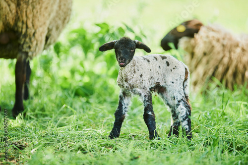 Portrait of a lamb (Ovis aries) standing in a field and looking at the camera with adult sheep in the background; Bavaria, Germany photo