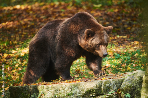 Eurasian brown bear (Ursus arctos arctos) standing on a forest clearing, captive; Germany photo