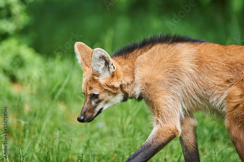 Young Maned wolf (Chrysocyon brachyurus) in a forest glade, captive; South America photo