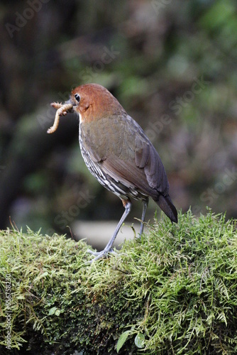 Grallaria Ruficapilla. Un pájaro difícil de ver. Terrestre muy hermosa y difícil de observar. Se encuentra en Caldas, Colombia. photo