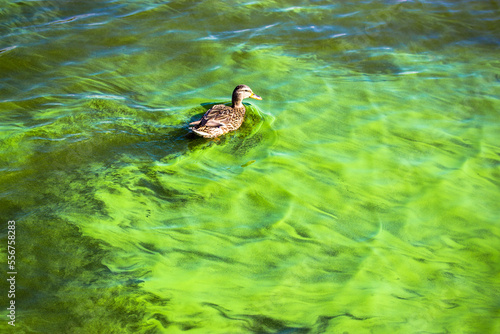 Wild brown mallard duck, Anas platyrhynchos bird swimming in swampy algae polluted water. Green blooming water body of lake, river, sea. Environmental problems. Ecological crisis. Scarcity of oxygen. photo