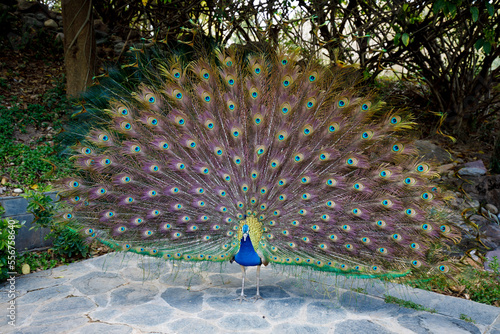 Indian Peafowl (Pavo cristatus) with tail display at Ananda in the Himalayas; Narendra Nagar, Uttarakhand, India photo