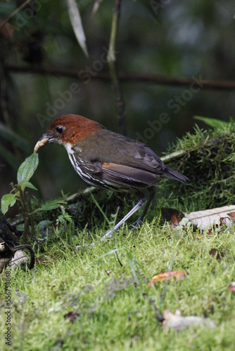 Grallaria Ruficapilla. Un pájaro difícil de ver. Terrestre muy hermosa y difícil de observar. Se encuentra en Caldas, Colombia. photo