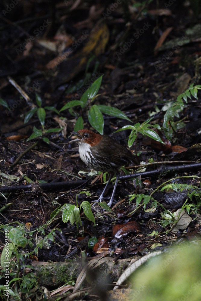 Grallaria Ruficapilla. Un pájaro difícil de ver. Terrestre muy hermosa y difícil de observar. Se encuentra en Caldas, Colombia.