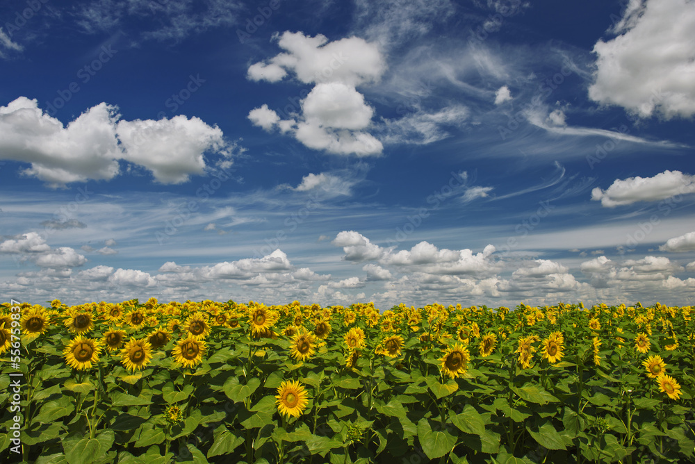 Sunflower field with blue sky and clouds in the background