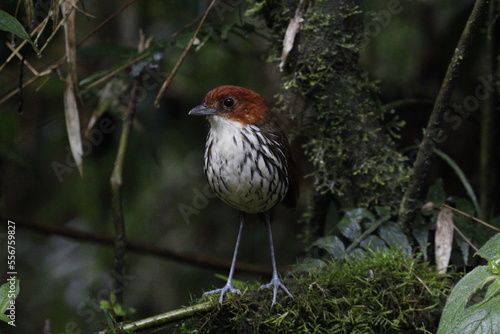 Grallaria Ruficapilla. Un pájaro difícil de ver. Terrestre muy hermosa y difícil de observar. Se encuentra en Caldas, Colombia. photo