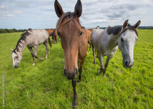 Portrait of a group of horses (Equus ferus caballus) walking and grazing in a grassy field above the town of Wexford; County Wexford, Ireland photo