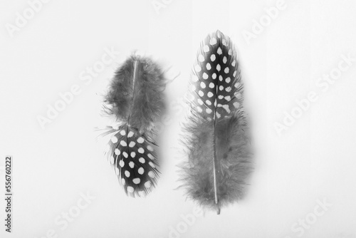 Two spotted bird feathers on a white background; Studio photo