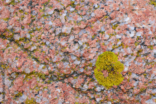 Lichen on granite rock pattern; Sardinia, Italy photo